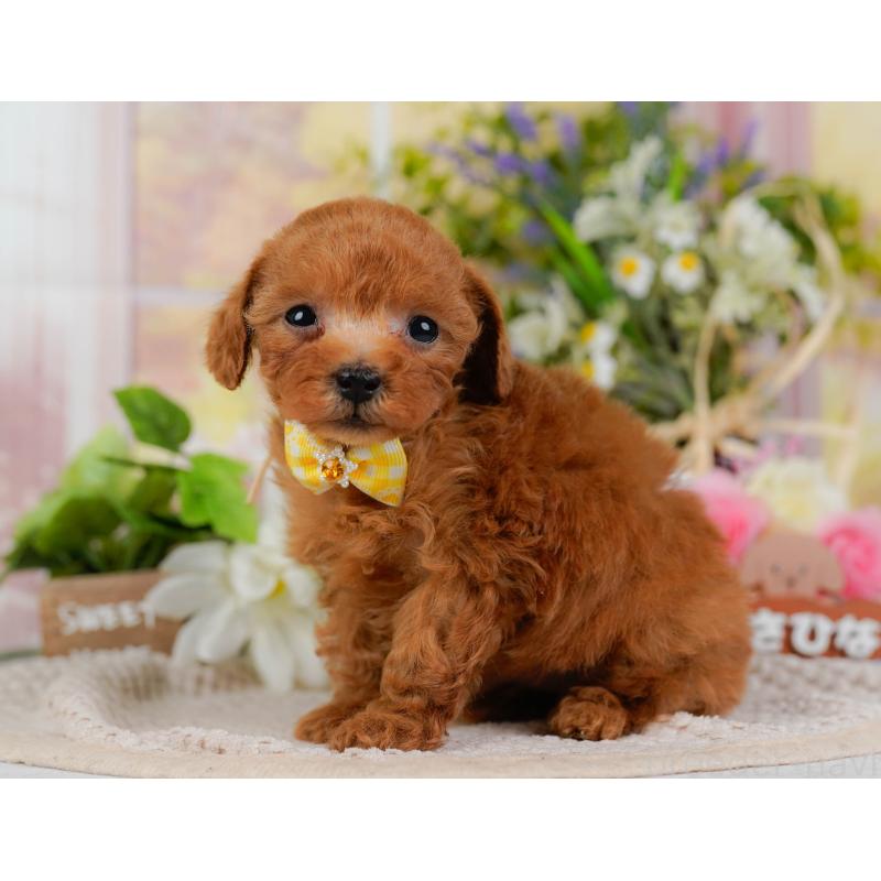 販売中の静岡県のティーカッププードル-442077の9枚目