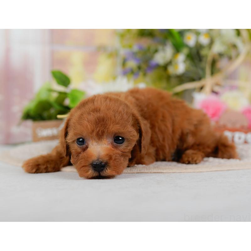 販売中の静岡県のティーカッププードル-442077の7枚目