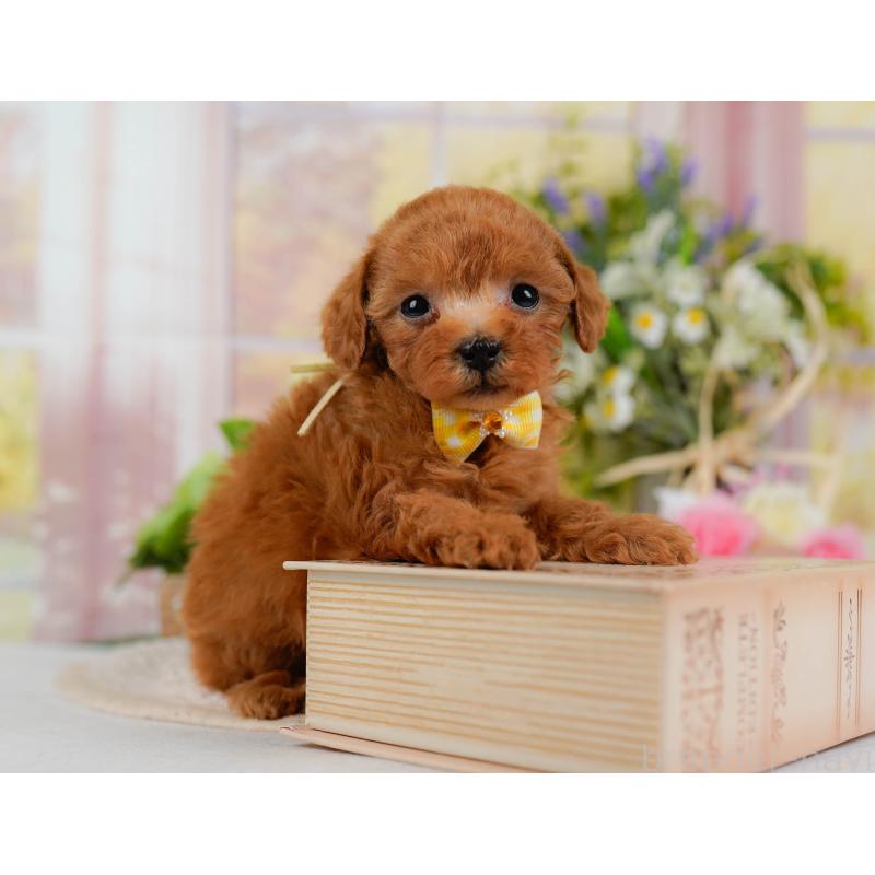 販売中の静岡県のティーカッププードル-442077の6枚目