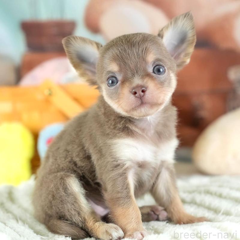 販売中の埼玉県のチワワ(ロングコート)-442313の1枚目