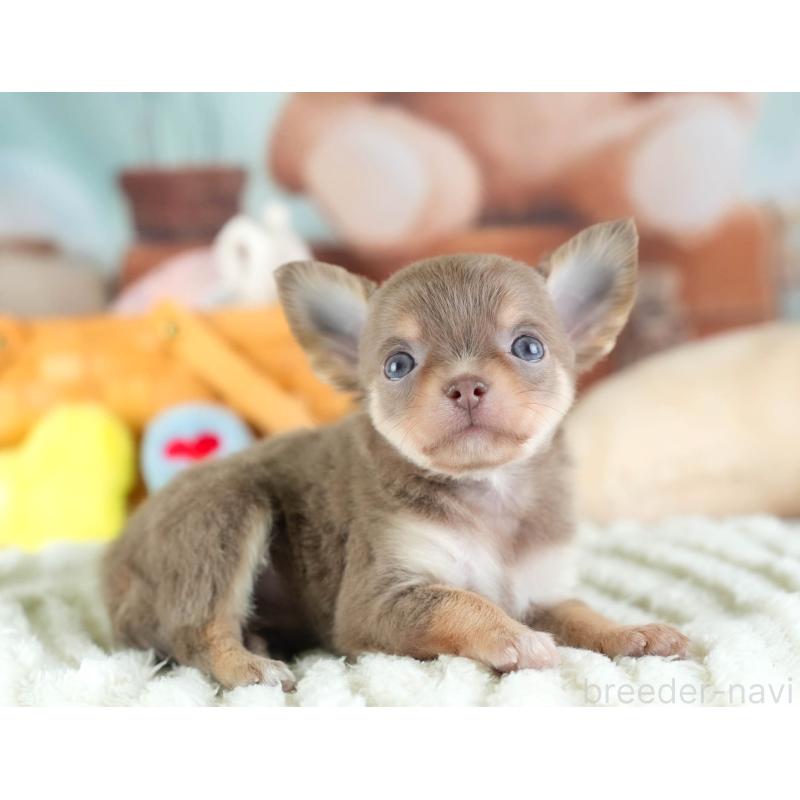 販売中の埼玉県のチワワ(ロングコート)-442313の10枚目