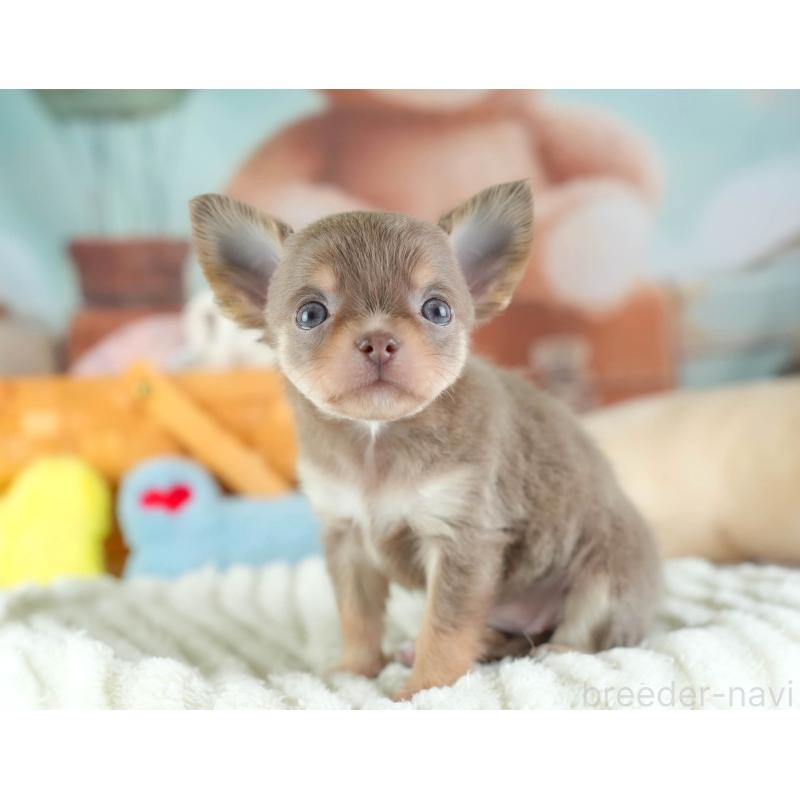 販売中の埼玉県のチワワ(ロングコート)-442313の9枚目