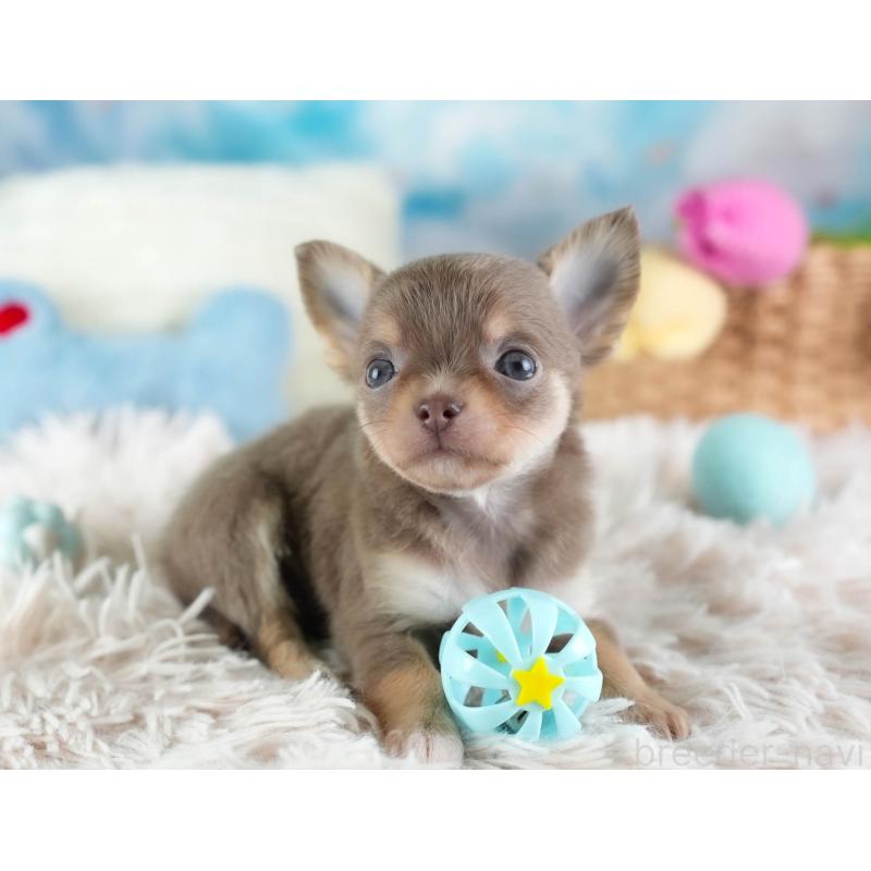 販売中の埼玉県のチワワ(ロングコート)-442313の8枚目