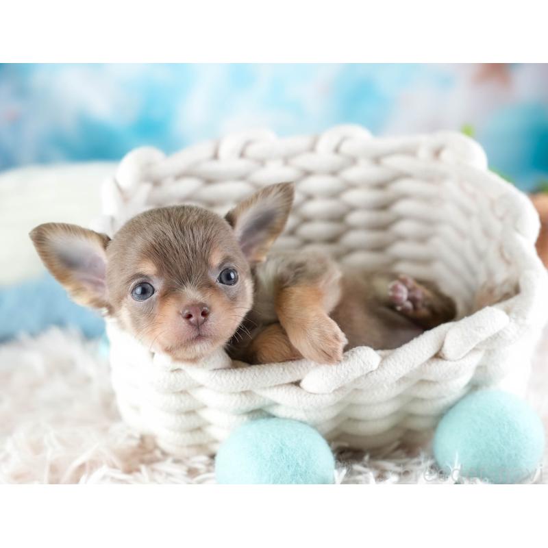 販売中の埼玉県のチワワ(ロングコート)-442313の7枚目