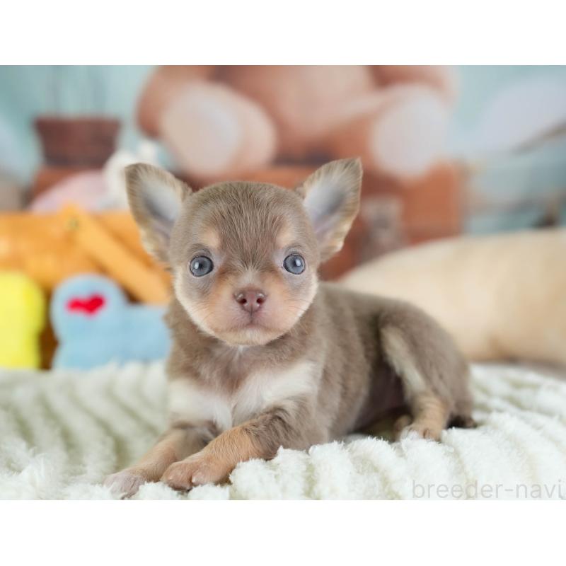 販売中の埼玉県のチワワ(ロングコート)-442313の6枚目