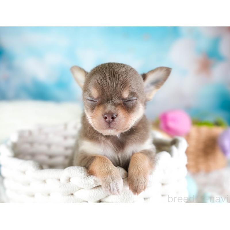 販売中の埼玉県のチワワ(ロングコート)-442313の5枚目