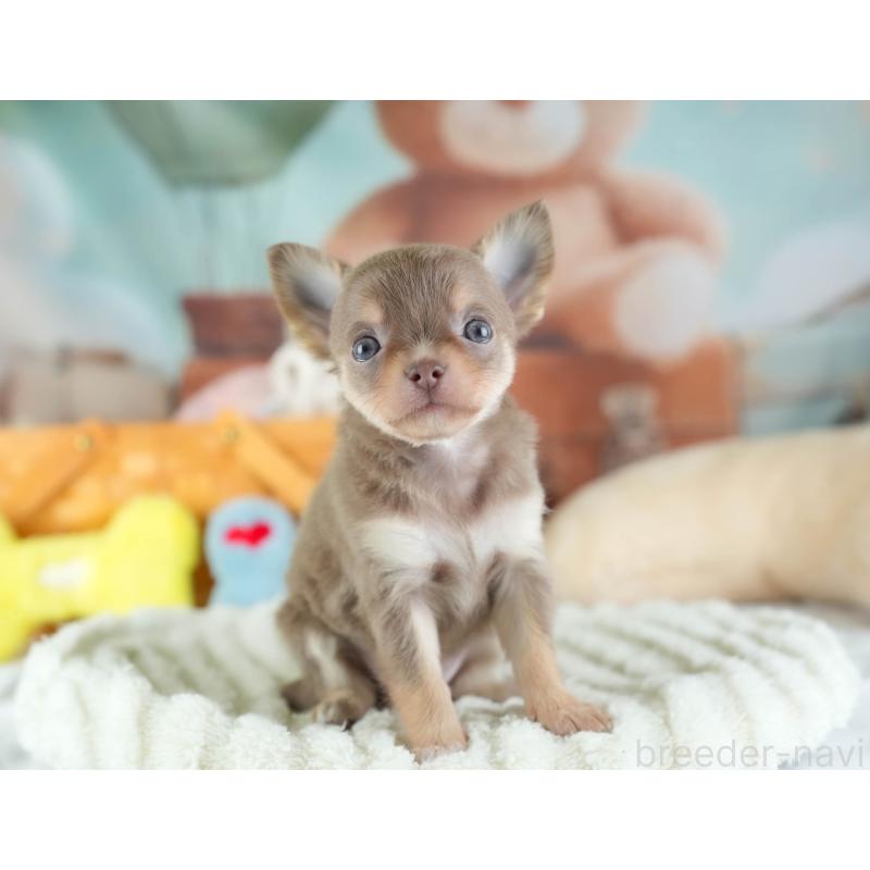 販売中の埼玉県のチワワ(ロングコート)-442313の4枚目