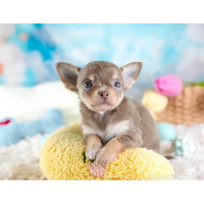 販売中の埼玉県のチワワ(ロングコート)-442313の3枚目