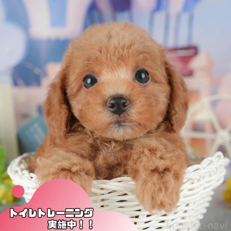 販売中の静岡県のトイプードル-442084