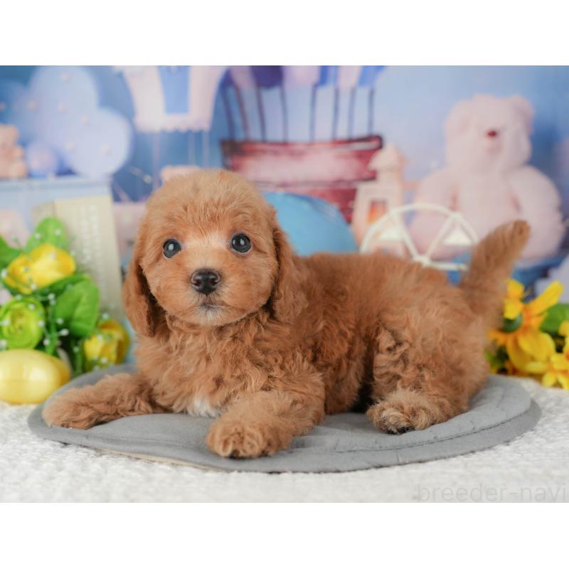 販売中の静岡県のトイプードル-442084の8枚目