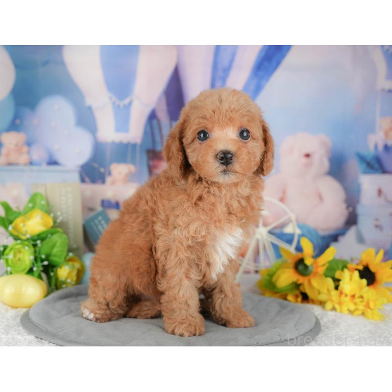 販売中の静岡県のトイプードル-442084の5枚目