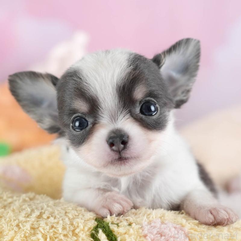 販売中の埼玉県のチワワ(ロングコート)-442311