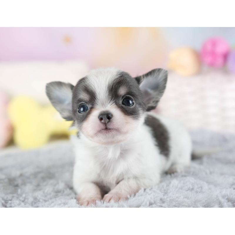 販売中の埼玉県のチワワ(ロングコート)-442311の10枚目