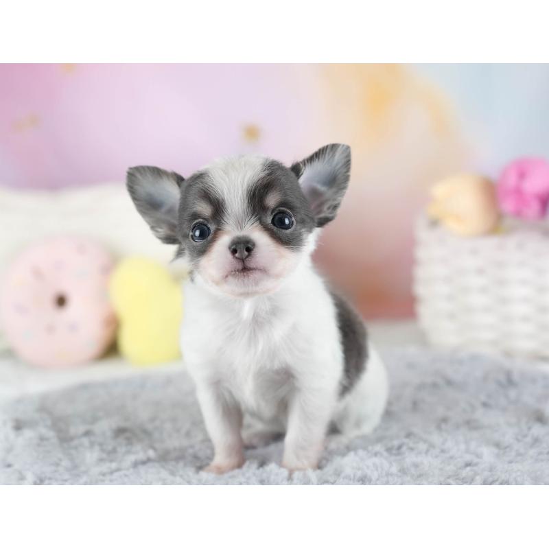 販売中の埼玉県のチワワ(ロングコート)-442311の9枚目