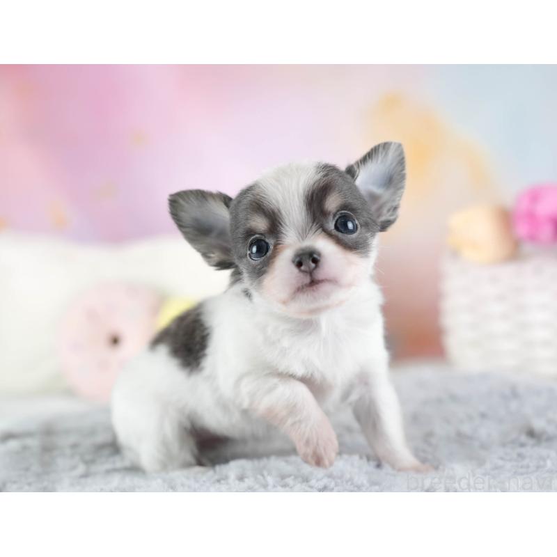 販売中の埼玉県のチワワ(ロングコート)-442311の8枚目