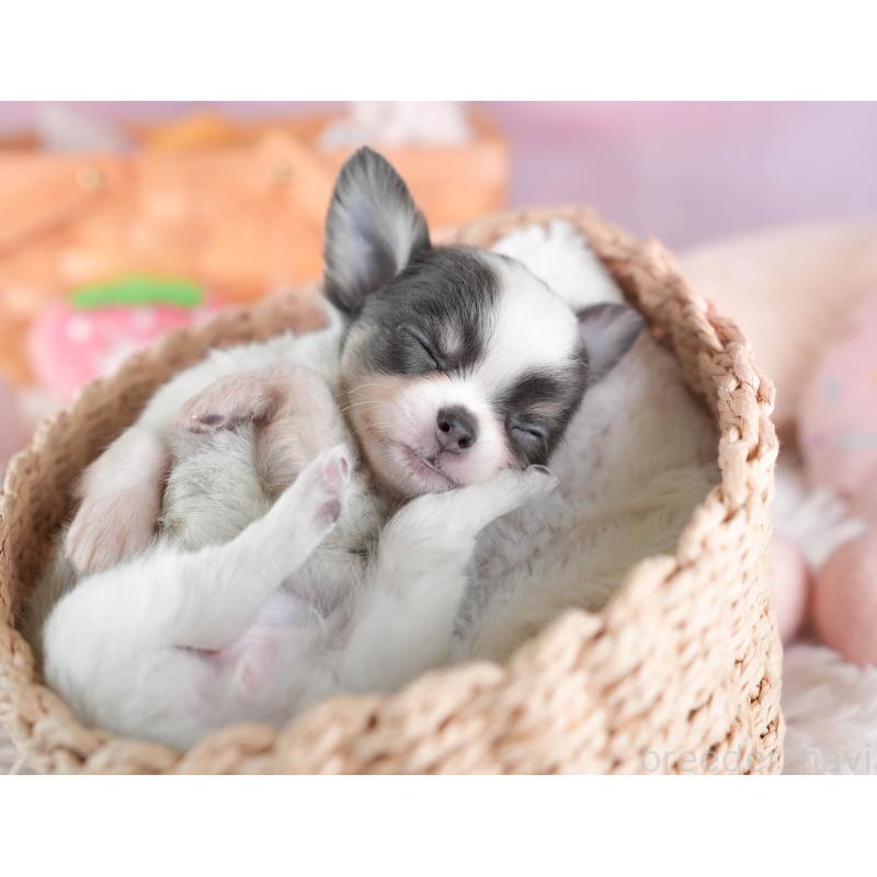 販売中の埼玉県のチワワ(ロングコート)-442311の7枚目