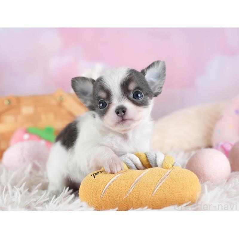 販売中の埼玉県のチワワ(ロングコート)-442311の6枚目