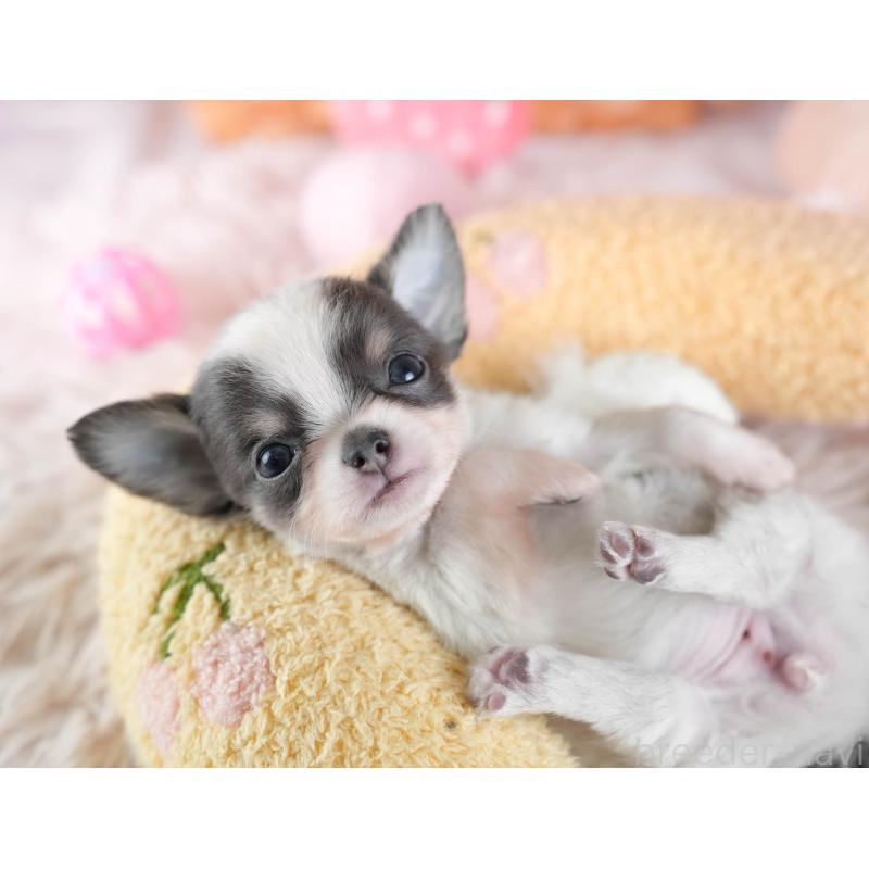 販売中の埼玉県のチワワ(ロングコート)-442311の5枚目