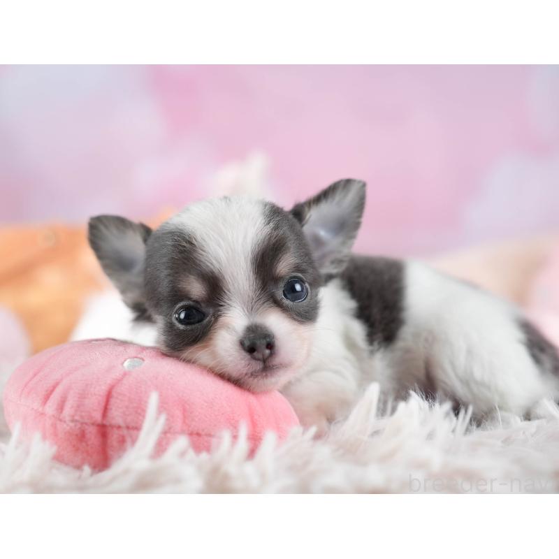 販売中の埼玉県のチワワ(ロングコート)-442311の4枚目