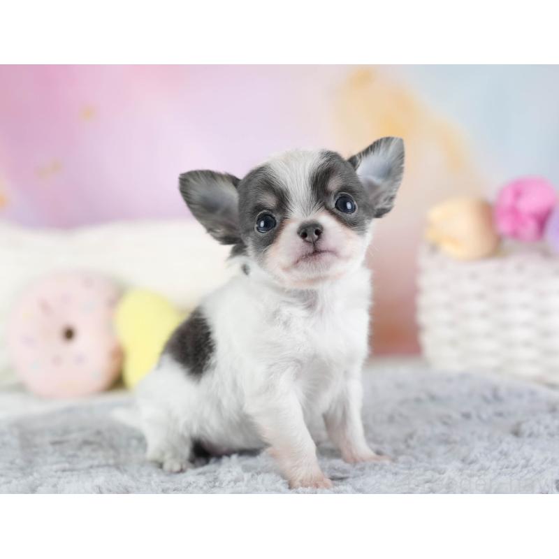 販売中の埼玉県のチワワ(ロングコート)-442311の3枚目