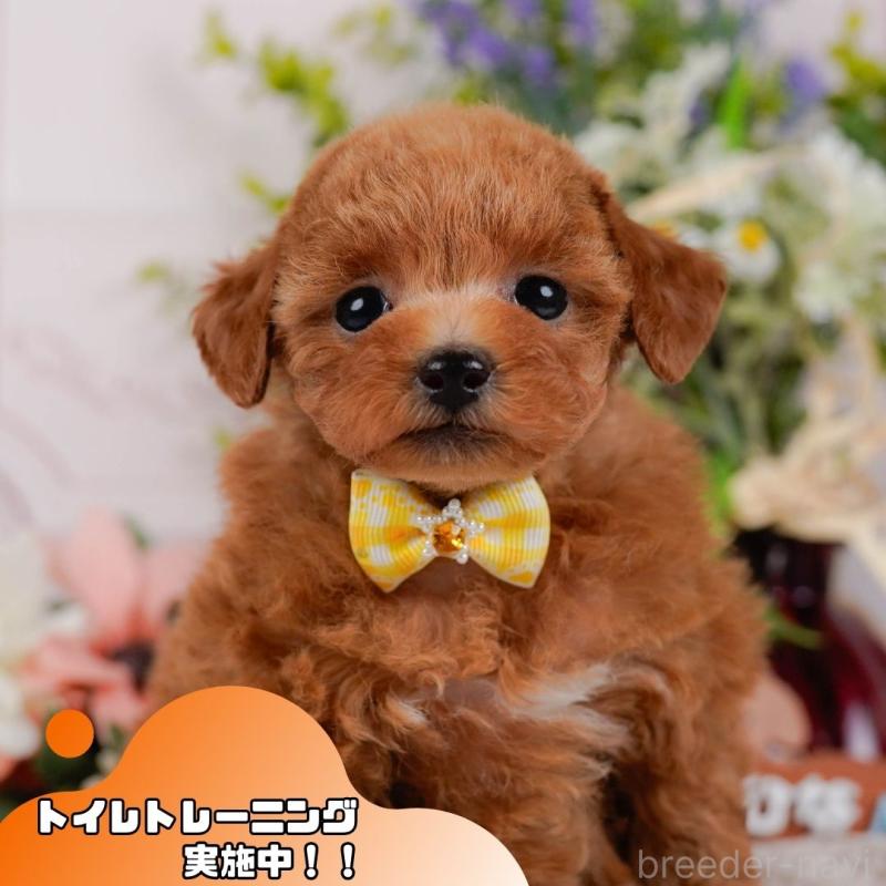 販売中の静岡県のタイニープードル-442083