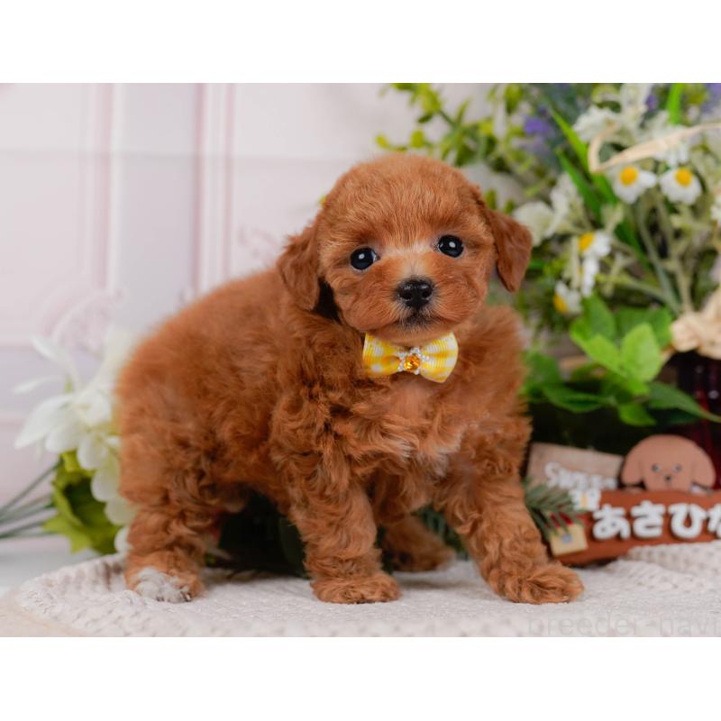 販売中の静岡県のタイニープードル-442083の11枚目