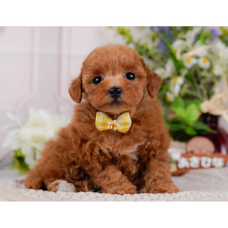 販売中の静岡県のタイニープードル-442083の10枚目