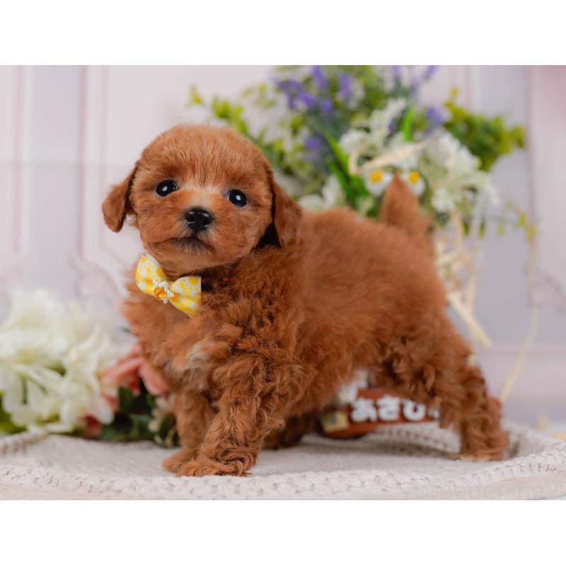 販売中の静岡県のタイニープードル-442083の9枚目