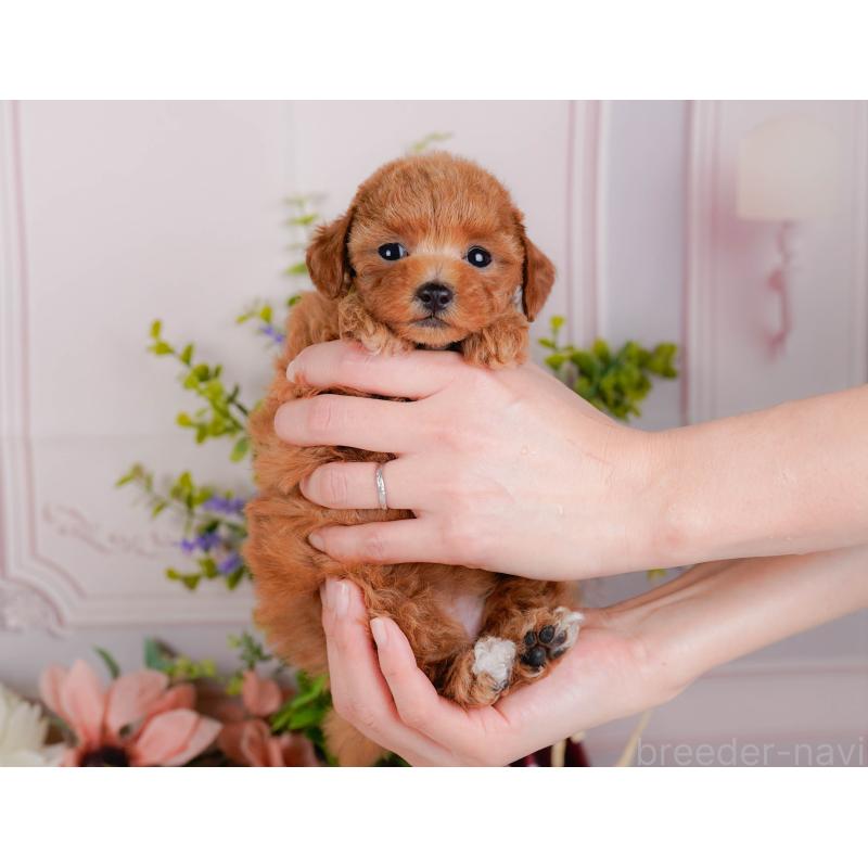 販売中の静岡県のタイニープードル-442083の5枚目