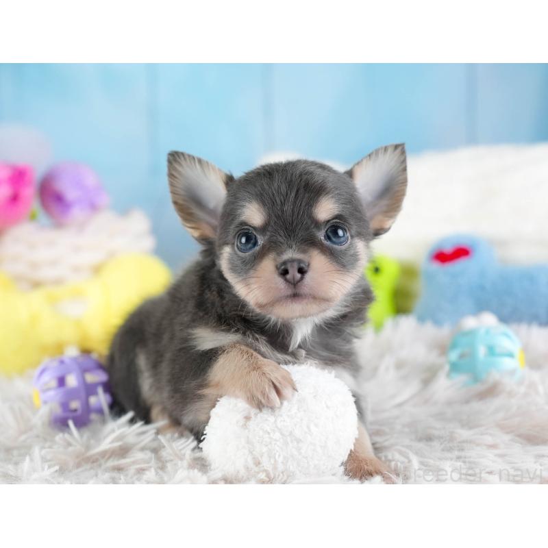 販売中の埼玉県のチワワ(ロングコート)-442310の11枚目