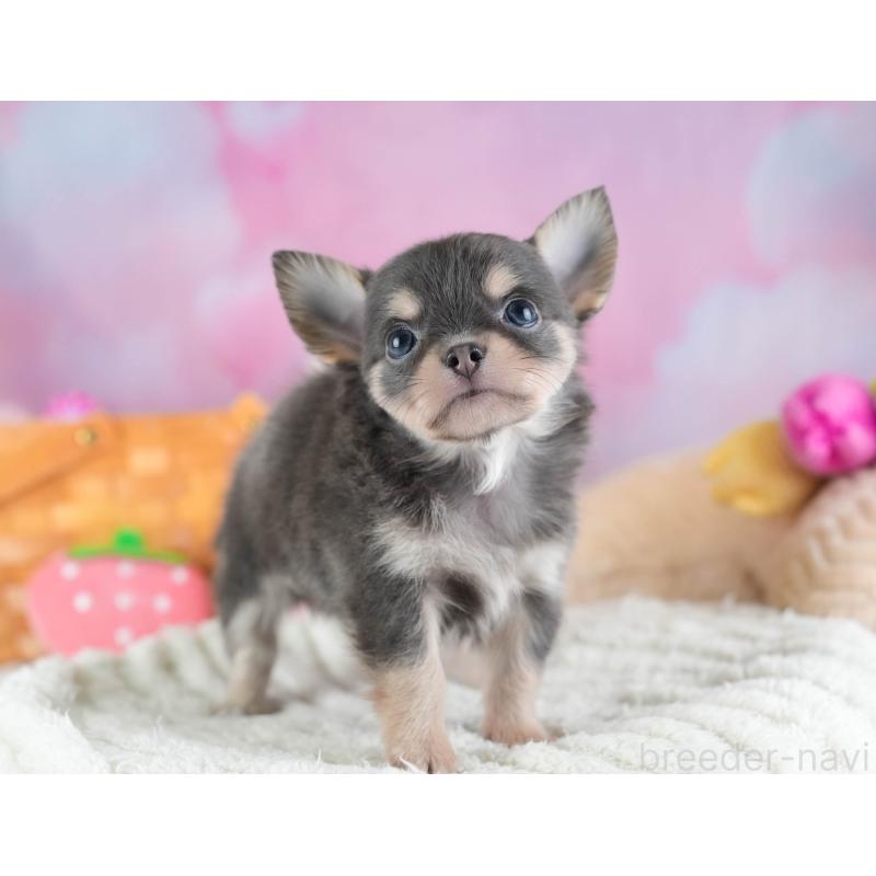 販売中の埼玉県のチワワ(ロングコート)-442310の10枚目