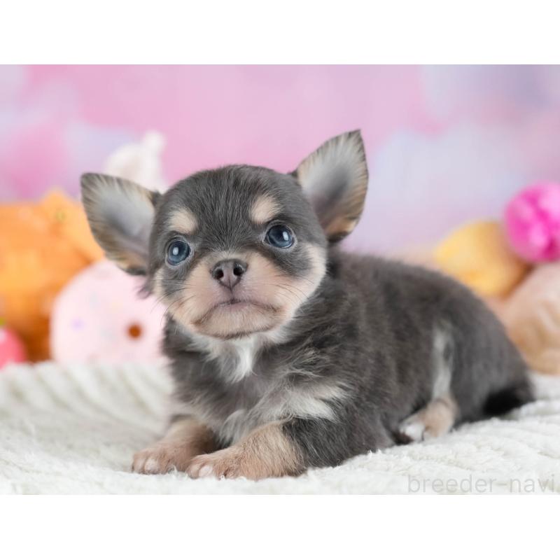 販売中の埼玉県のチワワ(ロングコート)-442310の9枚目