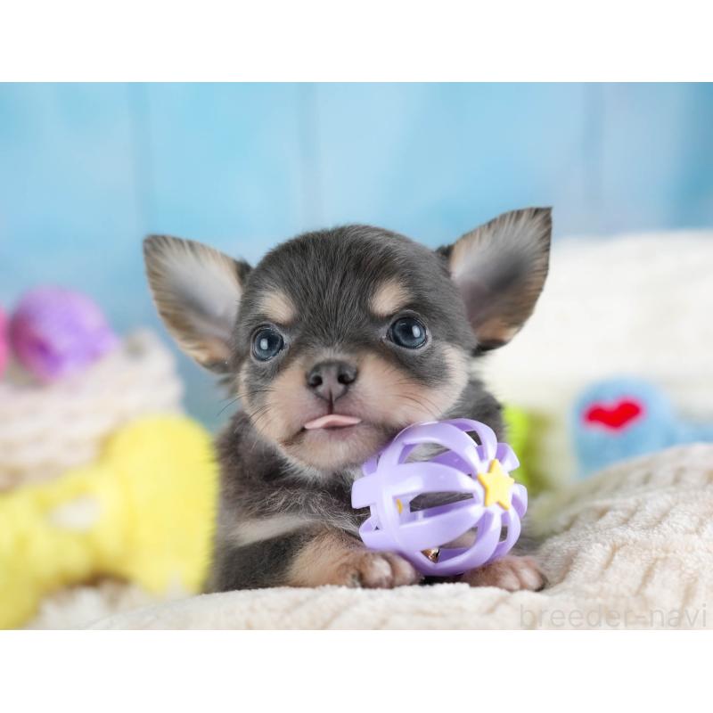 販売中の埼玉県のチワワ(ロングコート)-442310の8枚目