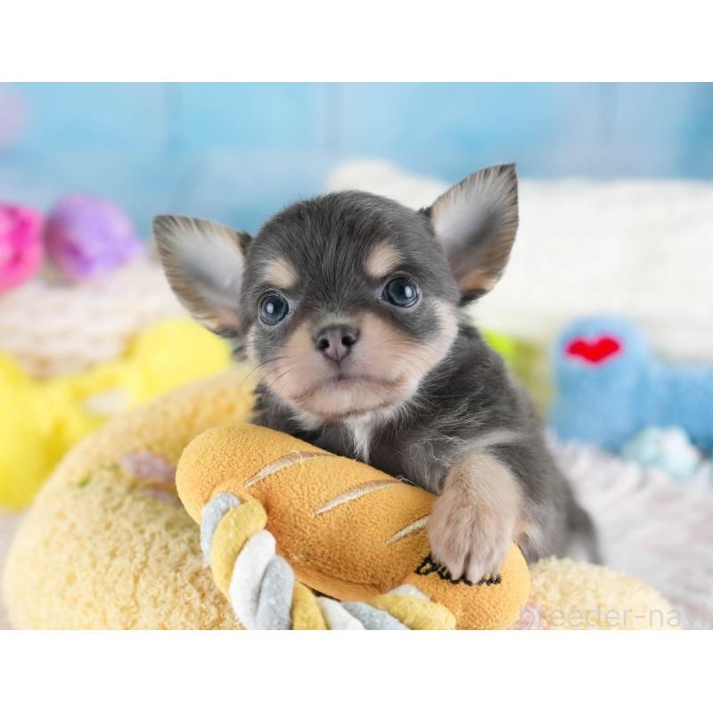 販売中の埼玉県のチワワ(ロングコート)-442310の7枚目