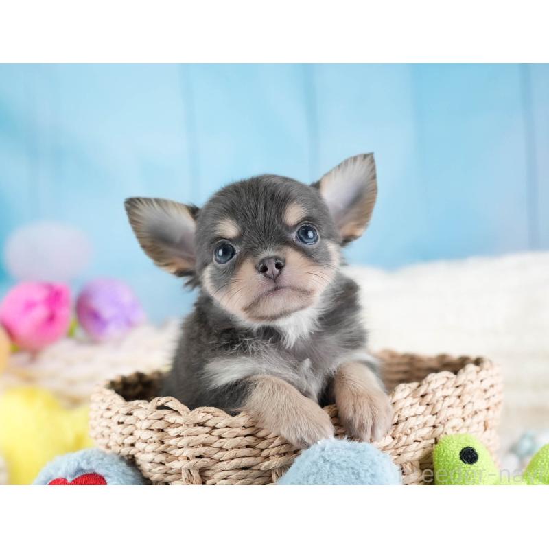 販売中の埼玉県のチワワ(ロングコート)-442310の6枚目