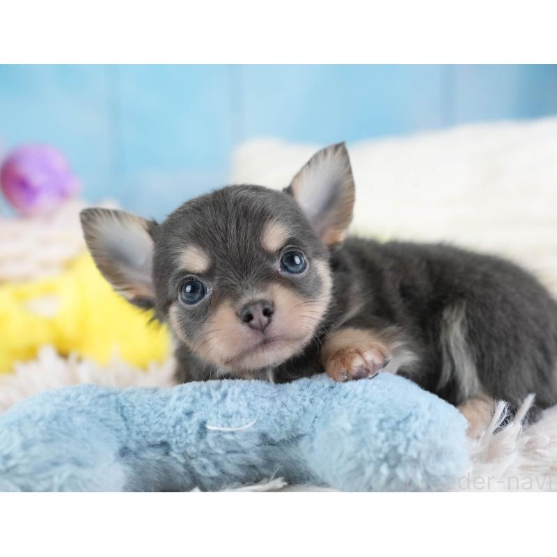 販売中の埼玉県のチワワ(ロングコート)-442310の4枚目