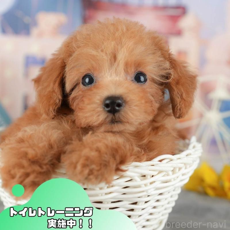 販売中の静岡県のタイニープードル-442082