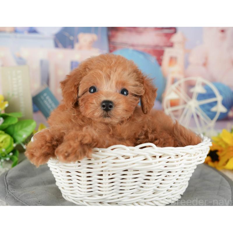 販売中の静岡県のタイニープードル-442082の11枚目