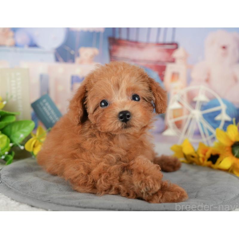 販売中の静岡県のタイニープードル-442082の7枚目