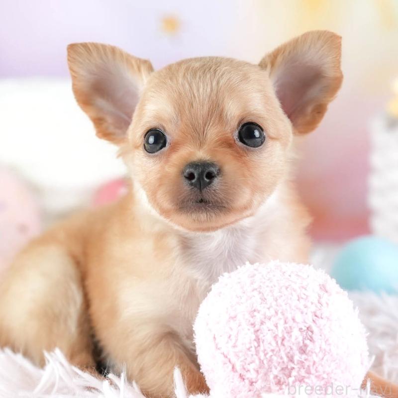 販売中の埼玉県のチワワ(ロングコート)-442306