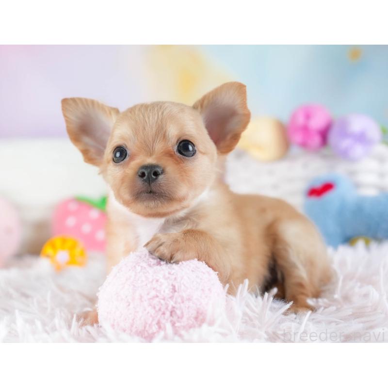 販売中の埼玉県のチワワ(ロングコート)-442306の11枚目