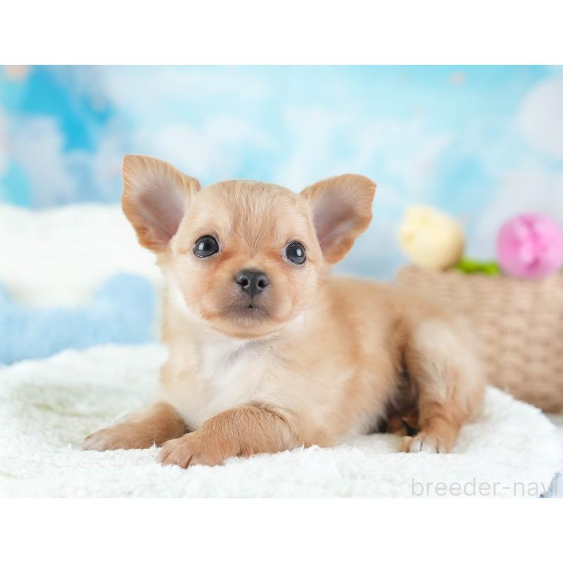 販売中の埼玉県のチワワ(ロングコート)-442306の10枚目