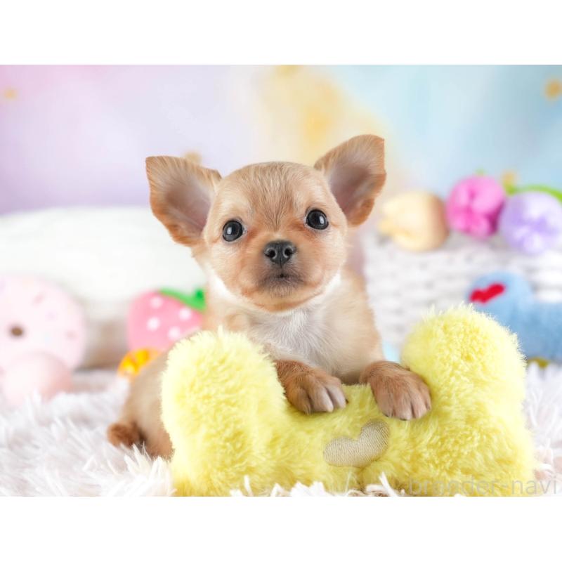 販売中の埼玉県のチワワ(ロングコート)-442306の8枚目