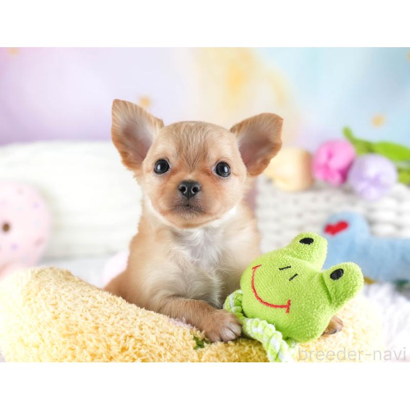 販売中の埼玉県のチワワ(ロングコート)-442306の7枚目