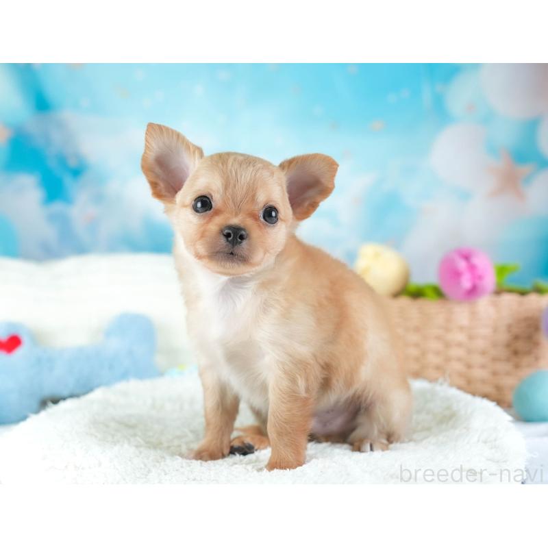 販売中の埼玉県のチワワ(ロングコート)-442306の6枚目