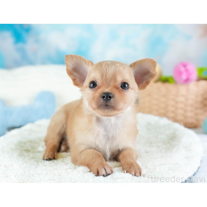 販売中の埼玉県のチワワ(ロングコート)-442306の5枚目