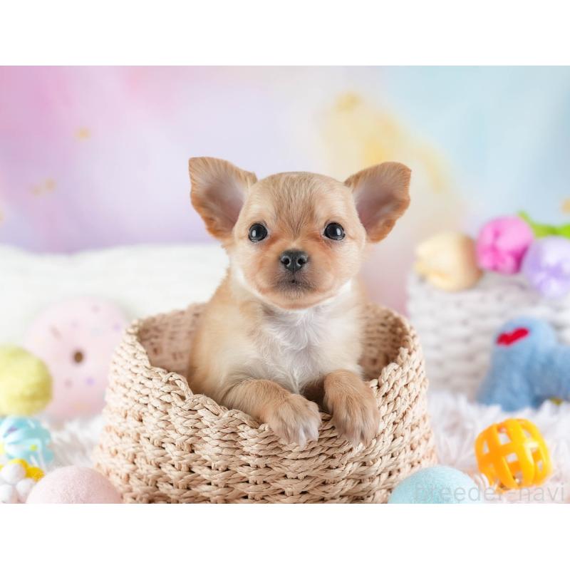 販売中の埼玉県のチワワ(ロングコート)-442306の4枚目