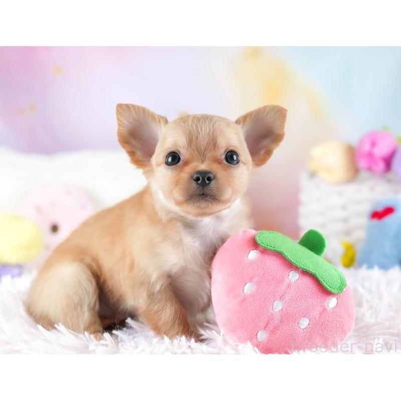 販売中の埼玉県のチワワ(ロングコート)-442306の3枚目