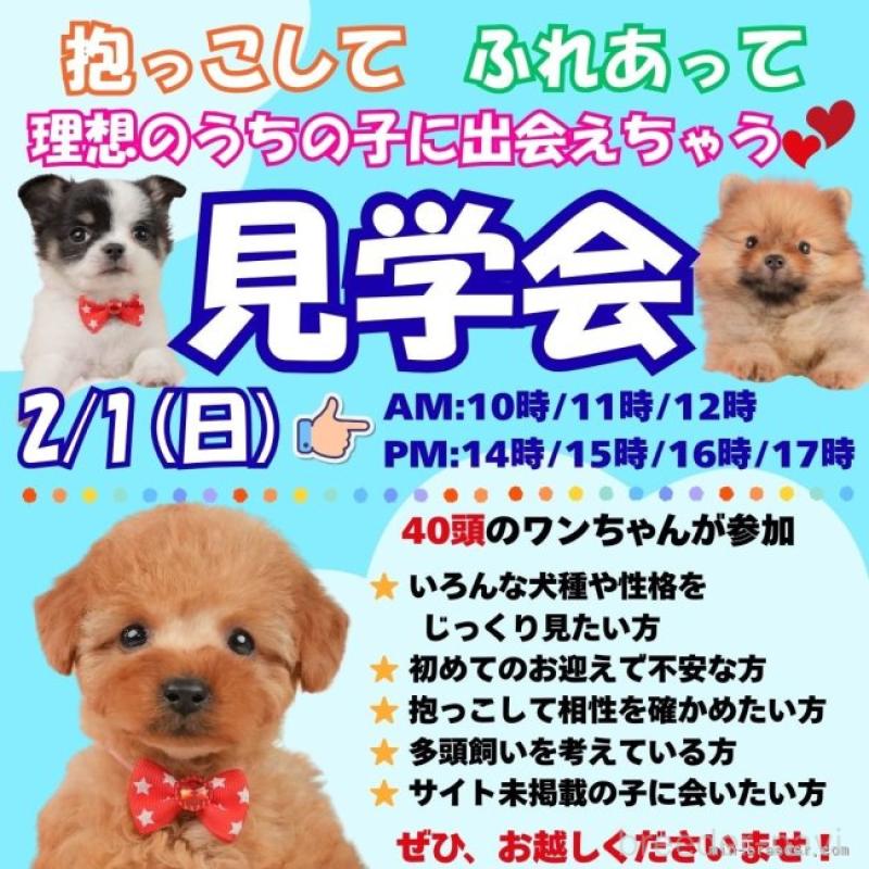 販売中の静岡県のトイプードル-442079の17枚目