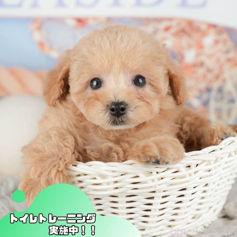 販売中の静岡県のトイプードル-442079